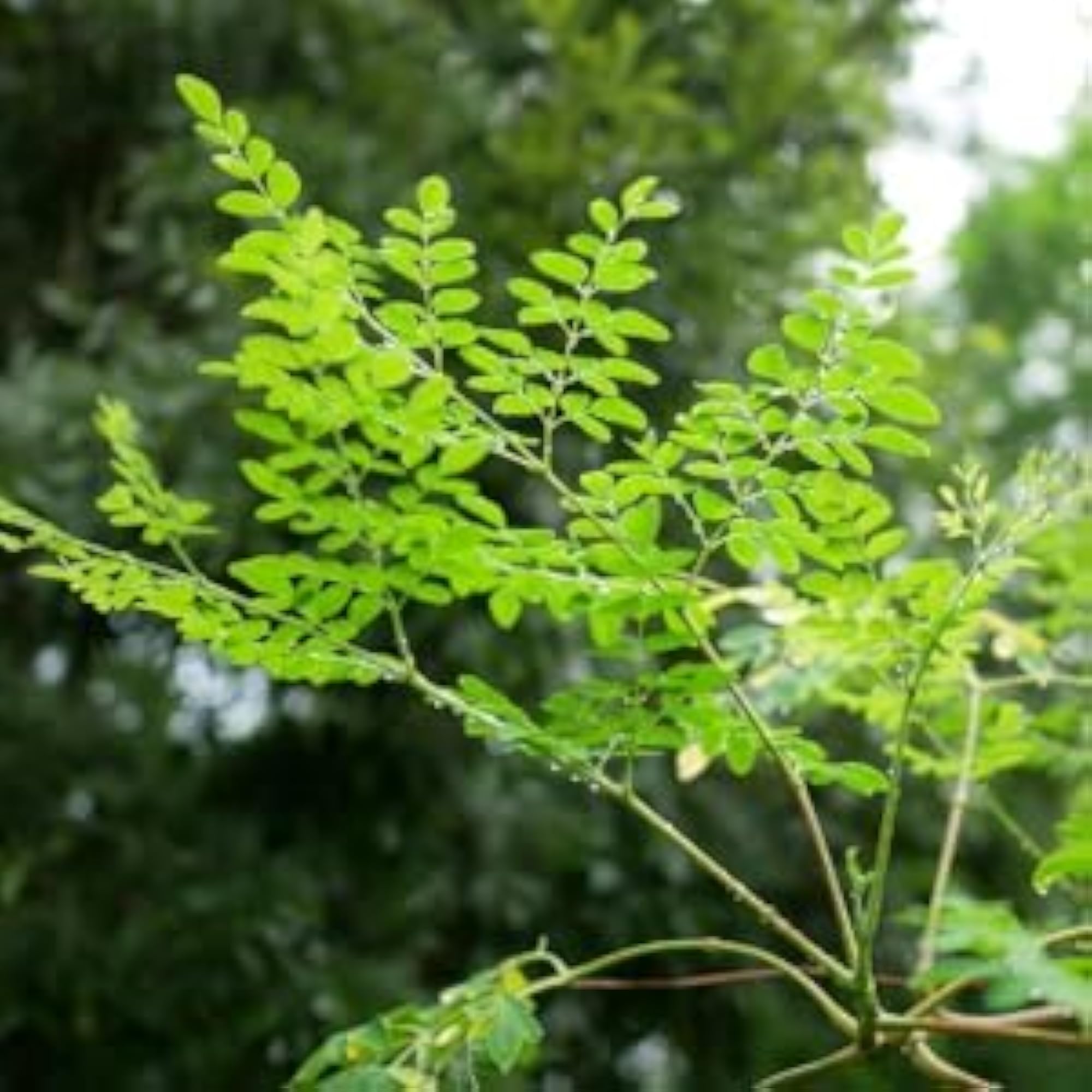 B & C Agri Solutions Moringa Leaf Powder, Immunity Booster
